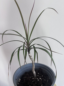 Драцена. Dracaena marginata (2 фото из 2)