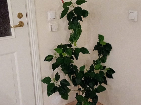 Müüa roosad hibiskused