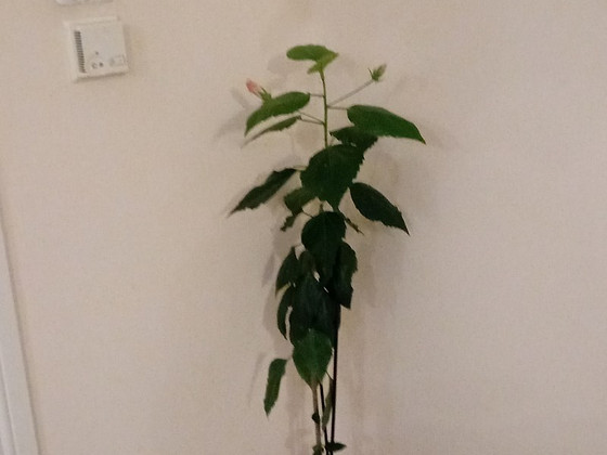 Müüa heledad roosad hibiskused