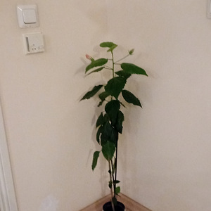 Müüa heledad roosad hibiskused (1 foto / 5)