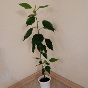 Müüa heledad roosad hibiskused (2 foto / 5)