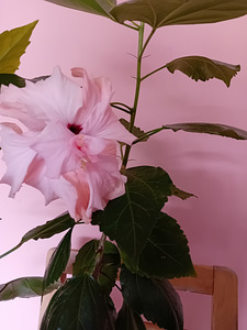 Müüa heledad roosad hibiskused (3 foto / 5)