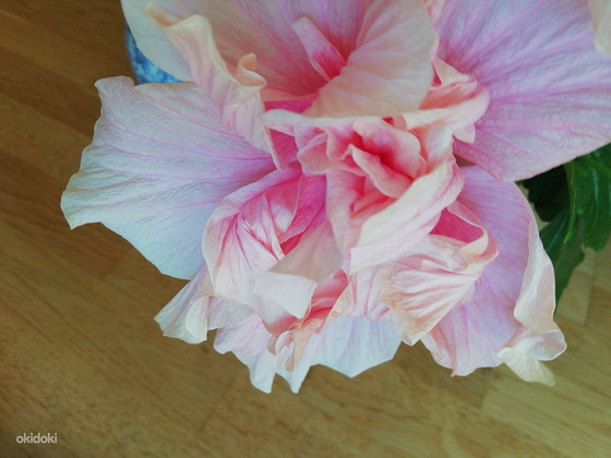 Müüa hele roosa hibisk