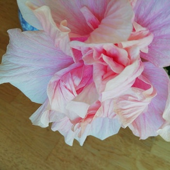 Müüa hele roosa hibisk