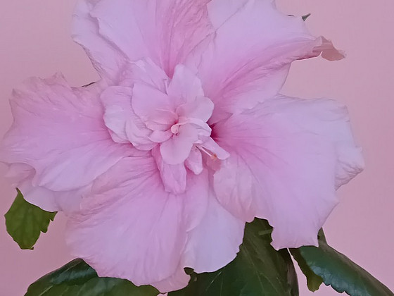 Müüa 2 hibiskit ühes potis - roosa ja hele roosa