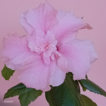 Müüa 2 hibiskit ühes potis - roosa ja hele roosa