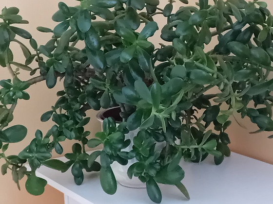 Müüa rahapuu (Crassula)