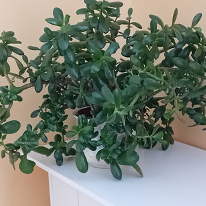Müüa rahapuu (Crassula) (1 foto / 3)