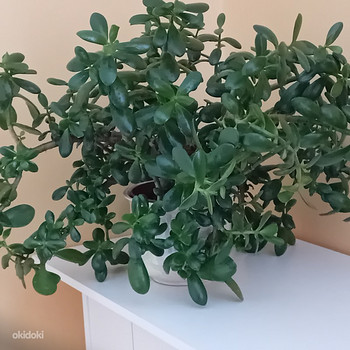 Müüa rahapuu (Crassula)
