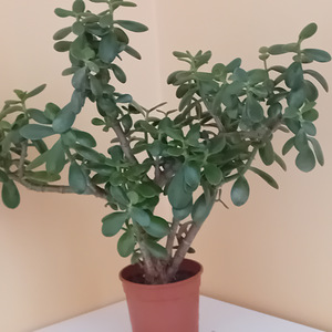 Müüa rahapuu (Crassula) (2 foto / 3)