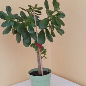 Müüa rahapuu (Crassula) (3 foto / 3)