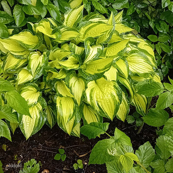 Продаю кусты хост