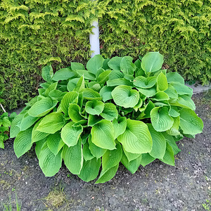 Продаю кусты хост (2 фото из 3)