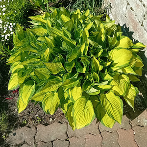 Продаю кусты хост (3 фото из 3)