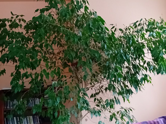 Müüa Ficus benjamina