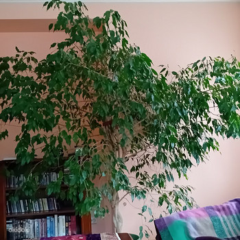 Продаю фикус бенджамина