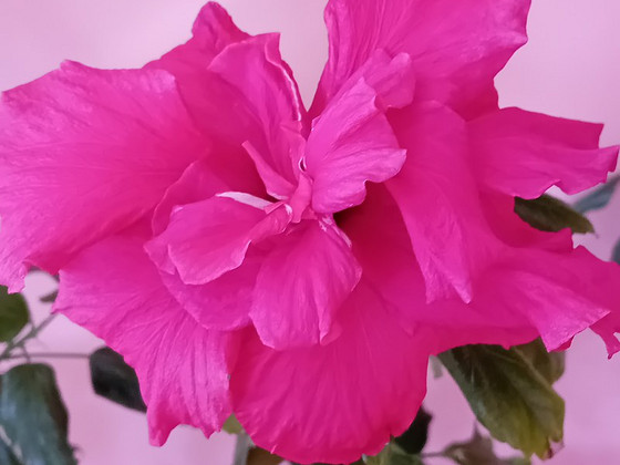 Müüa roosa hibisk