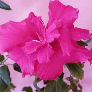 Müüa roosa hibisk (1 foto / 2)