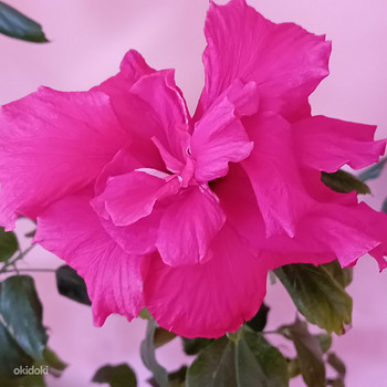 Müüa roosa hibisk