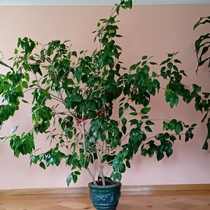 Müüa roosa hibisk (2 foto / 2)