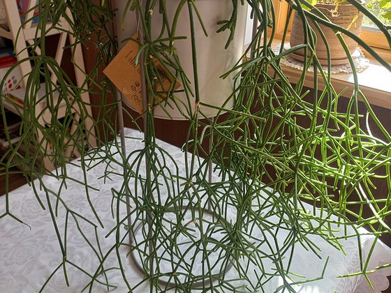 Комнатное растение Helmekaktus Rhipsalis.