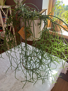 Комнатное растение Helmekaktus Rhipsalis. (1 фото из 3)