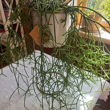 Комнатное растение Helmekaktus Rhipsalis.