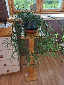 Комнатное растение Helmekaktus Rhipsalis. (2 фото из 3)