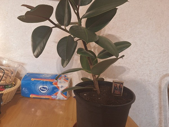 Фикус каучуконосный (Ficus elastica)