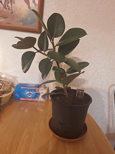 Kummipuu (Ficus elastica) (1 foto / 3)