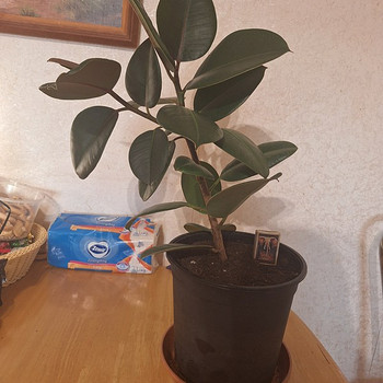 Фикус каучуконосный (Ficus elastica)
