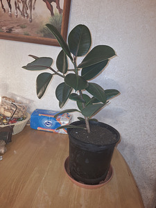 Kummipuu (Ficus elastica) (2 foto / 3)