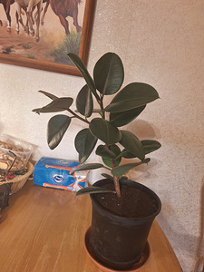 Kummipuu (Ficus elastica) (3 foto / 3)