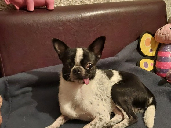 Ilus chihuahua poiss