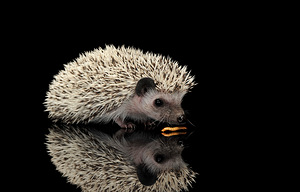 Jahuuss – Tenebrio molitor | Loomadele | MINI PACK (6 foto / 6)