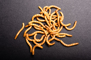 Jahuuss – Tenebrio molitor | Loomadele | MINI PACK (1 foto / 6)