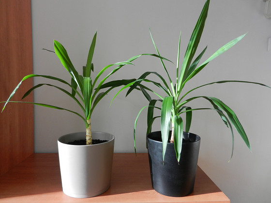 Palmliilja