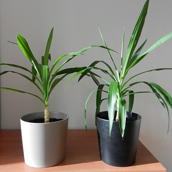 Palmliilja