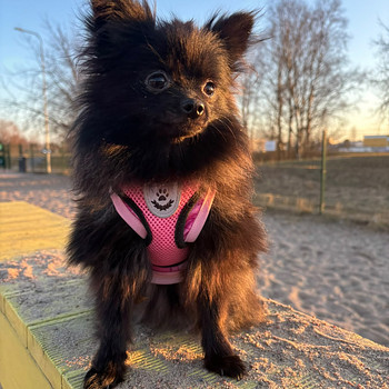 Dog