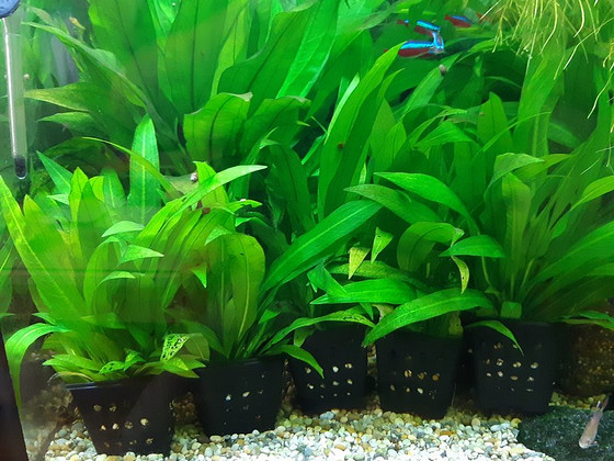 Эхинодорус амазонский Echinodorus amazonicus