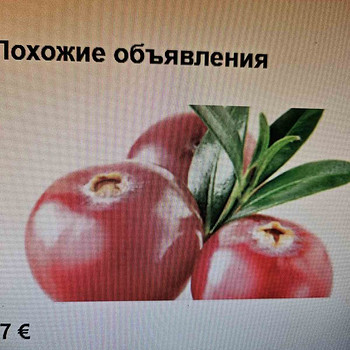 Продам клюкву.