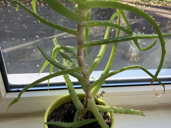 Puisaaloe