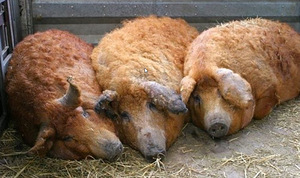 Домашнее сало (3 фото из 3)