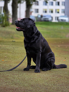 Labradors (1 foto no 3)