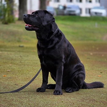 Labradors