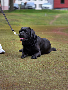 Labradors (2 foto no 3)