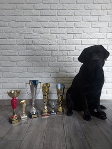 Labradors (3 foto no 3)