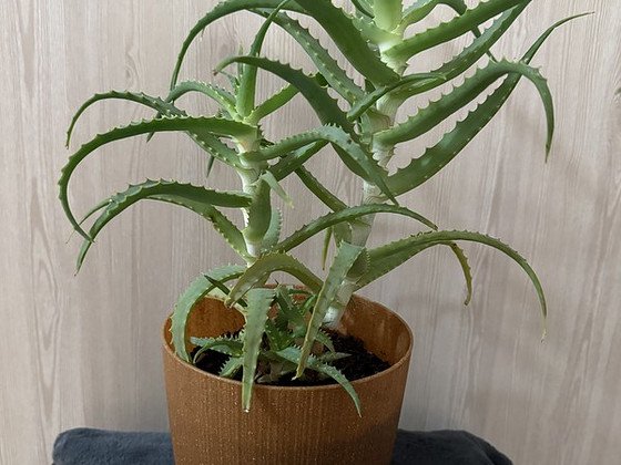 Aloe