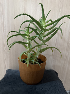 Aloe (1 foto / 2)