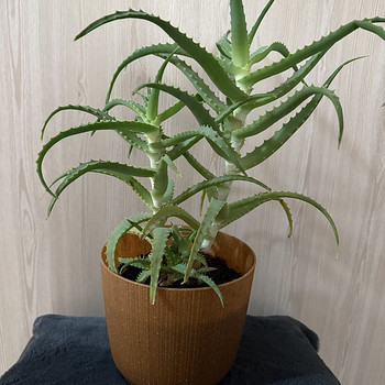 Aloe